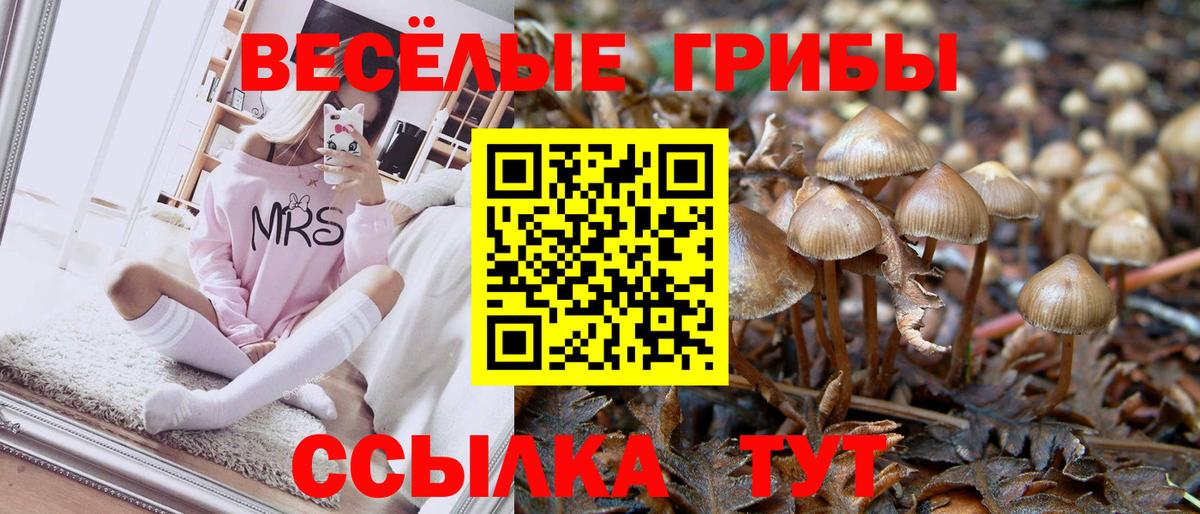 Курчатов  купить наркоту  Галлюциногенные грибы Magic Shrooms  Вход с VPN  Псилоцибиновые грибы мицелий 